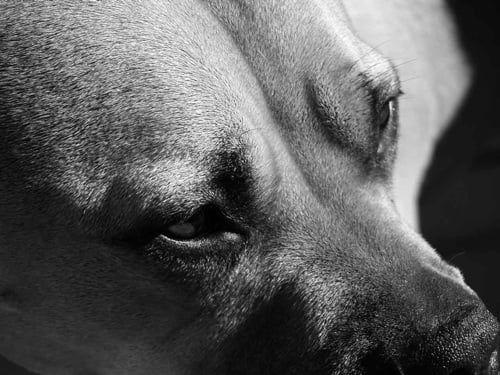 SEC's 'pit bull' lead lawyer in Goldman case toppled Crazy Eddie