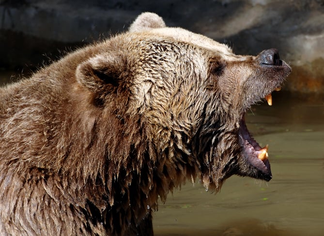 When bears attack: Put options on Schwab surge