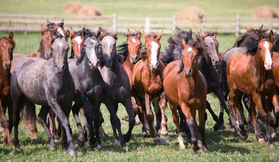 Huntington's mutual fund/ETF conversion could create 'whole new industry'