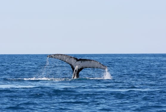 Why tax day is a good day to be a whaler