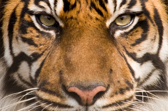 Lady or the tiger? Betting on takeovers 'a dangerous game'