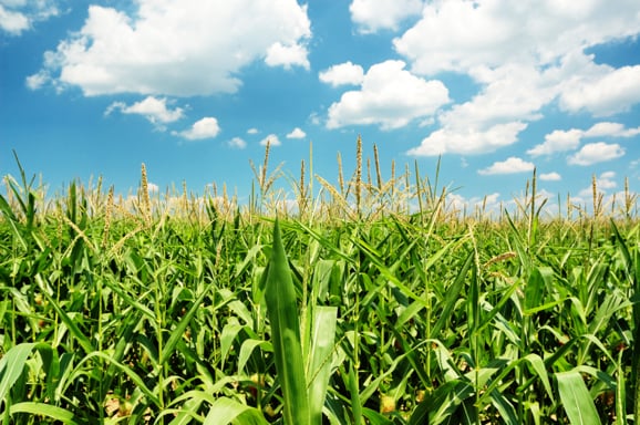 Commodities the next CMOs? Money managers square off