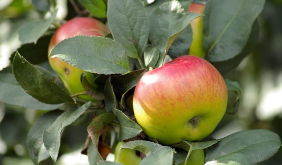 Lerner resorted to tricks to plump up Apple distributions: Suit