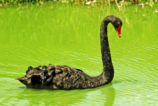 Many black swans make the metaphor meaningless