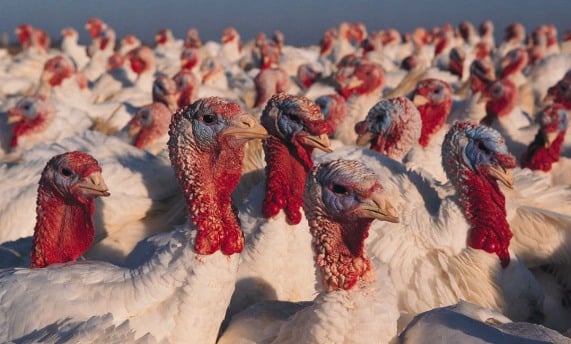 At Thanksgiving, stock funds turkeys, bond funds stuffed