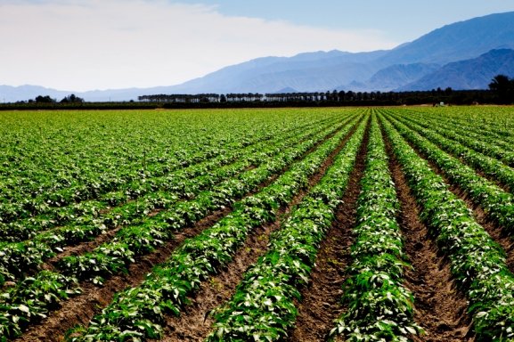 Investors plowing money into farmland — but could come a cropper