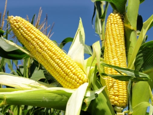 Corn price as high as an elephant's eye — but beware