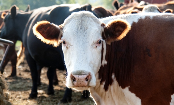 Sustainability concerns behind Burger King's new Whopper