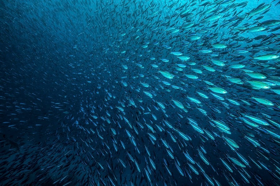 Curian Capital's sudden exit creates a TAMP feeding frenzy