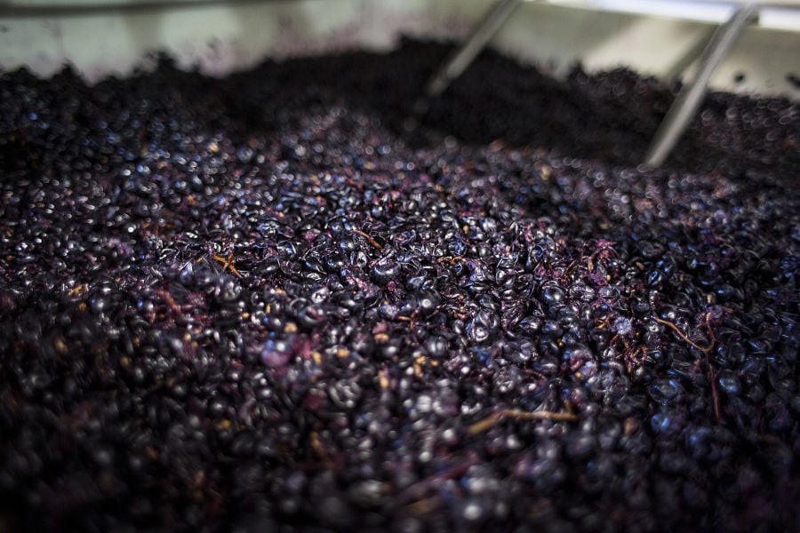 Investing in fine wine is producing ever-greater returns