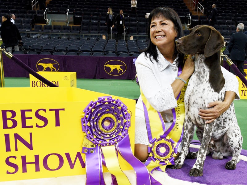 Owner of Westminster's winning dog to see big return on investment