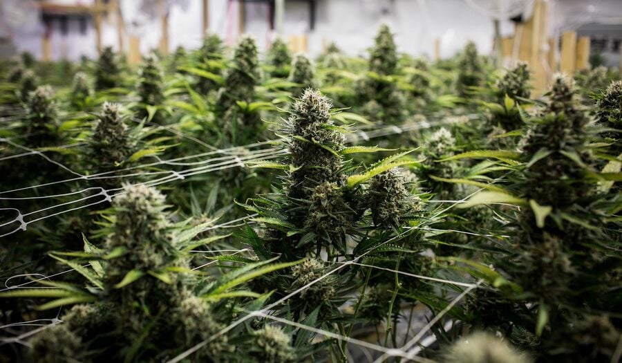 Cannabis investments mellow as Congress tarries on decriminalization