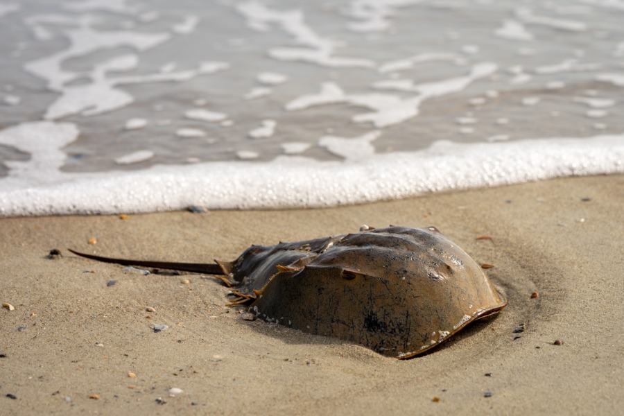 Can shareholders save the horseshoe crab?