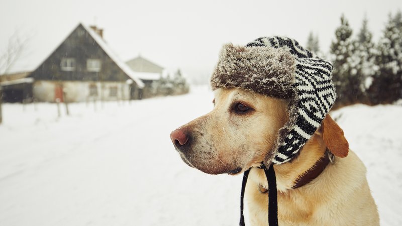 Should social media just be for filming dogs in the snow?