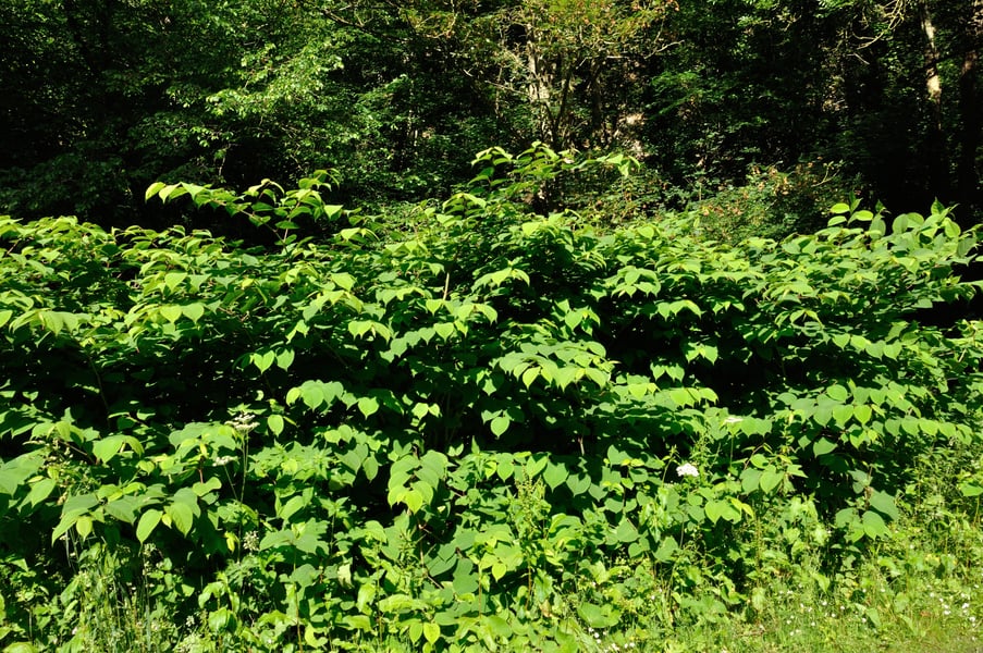 Many homeowners would pursue litigation in fight against Japanese knotweed