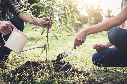 Planet Home Lending launches tree-planting campaign