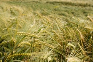 Crop insurance in Manitoba expected to hit record levels