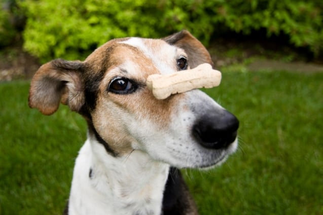 Old(er) dogs, new tricks
