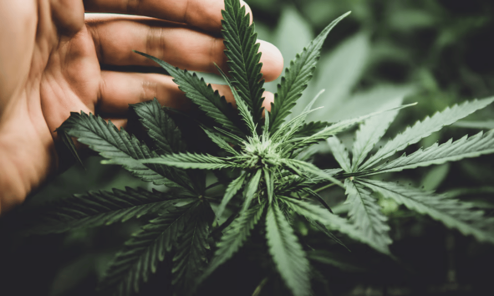House lawmakers make a fourth attempt at a federal safe harbor for cannabis insurers
