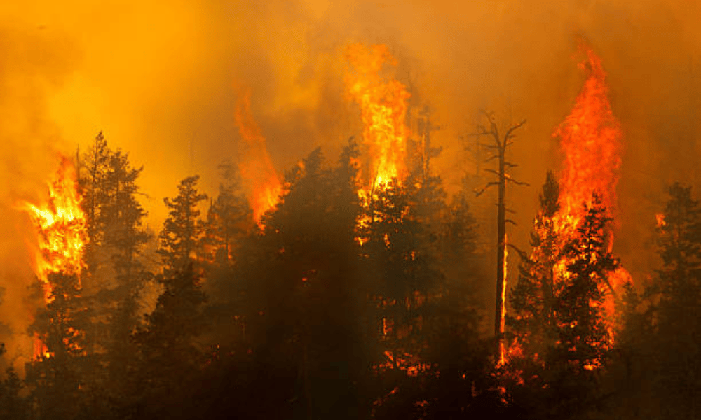 Insurance Program Structure IBHS expands Wildfire Prepared program to cover multifamily properties ...