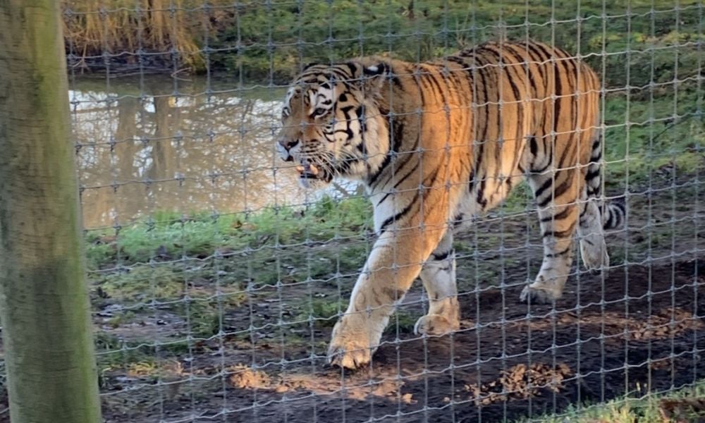 Tiger attack fatality raises questions over where zoo cover stops