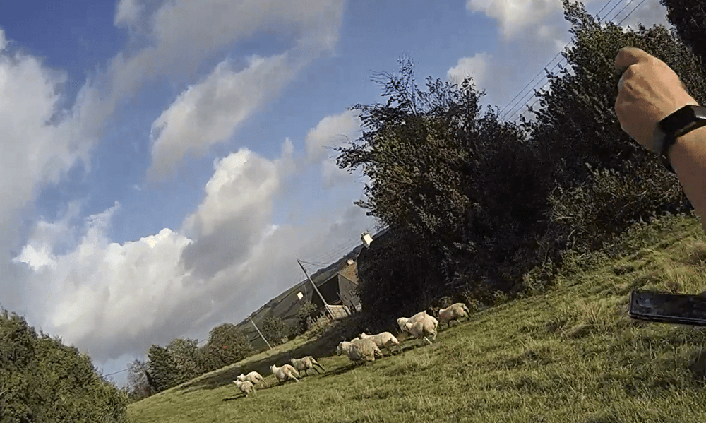 Sheep Corner Insurer tip-off halts £64,800 sheep fraud claim in Devon | Insurance ...