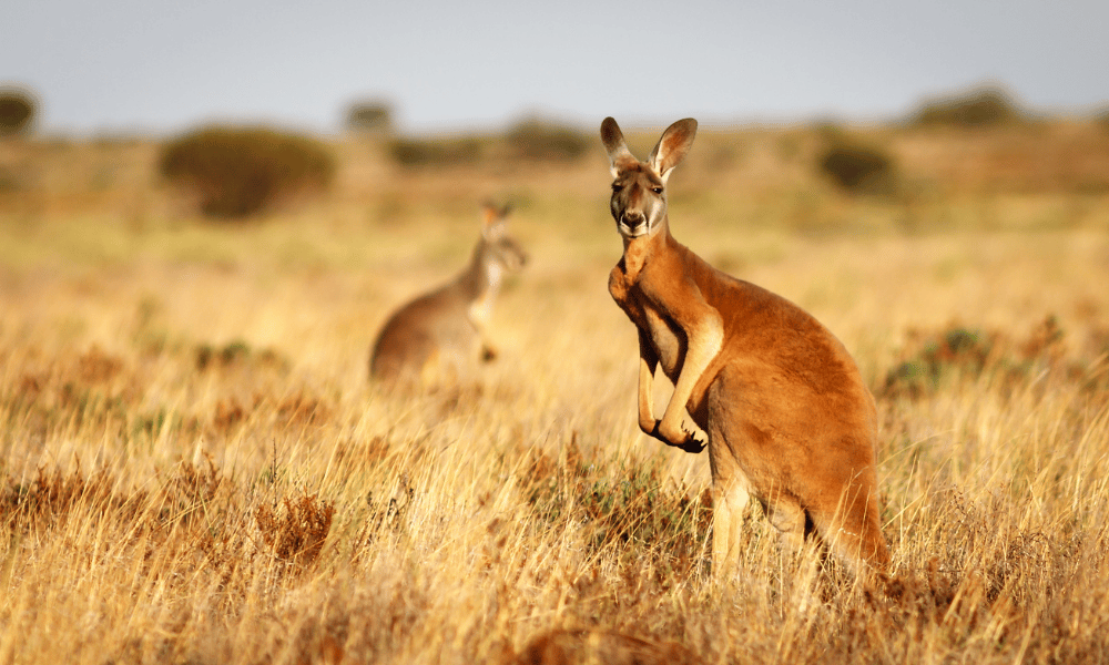 Kangaroo Country Australia s Wildlife Collision Crisis Insurance Kangaroo Country Australia s Wildlife Collision Crisis Insurance