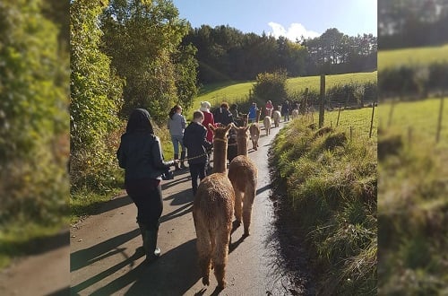 H&H Insurance Brokers shines spotlight on risks faced by alpaca owners