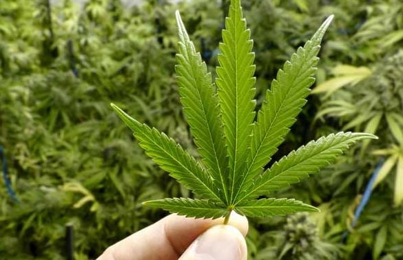 Marijuana Insurance rapidly evolving in North America