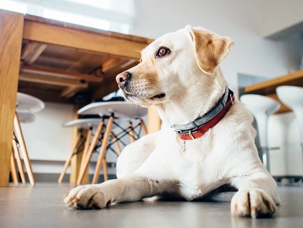 Pet insurance complexities could drive brokers barking mad