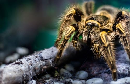 Largest living insect heist sparks risk conversation for museums