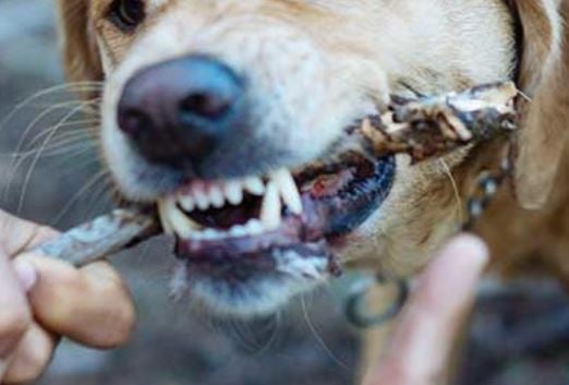 Increasing frequency of dog bites a reminder of costly liability for businesses and pet owners