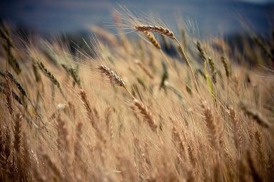 Government auditor slams poor implementation of crop insurance