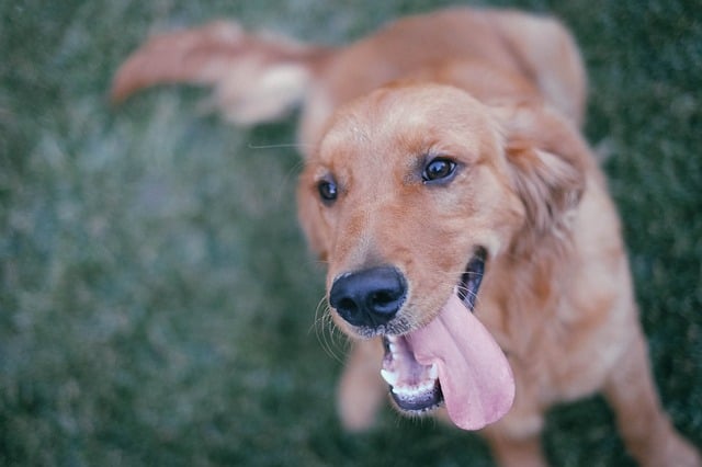 Demand for pet insurance on the rise in Korea