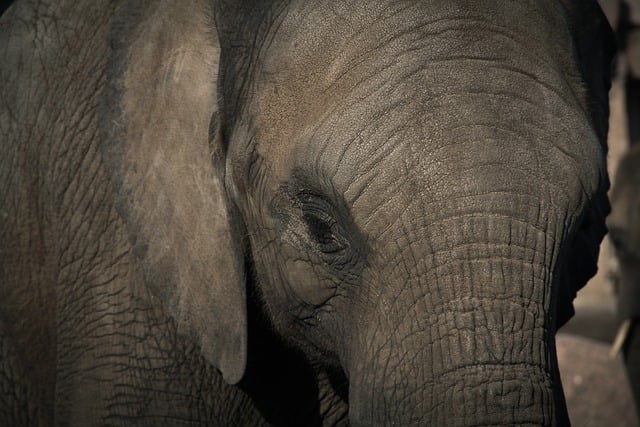 Doctor who killed elephants for fun jailed for insurance fraud