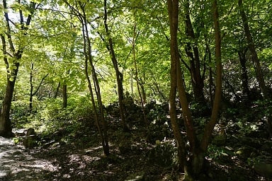 Korean forestry organizations call for tree insurance