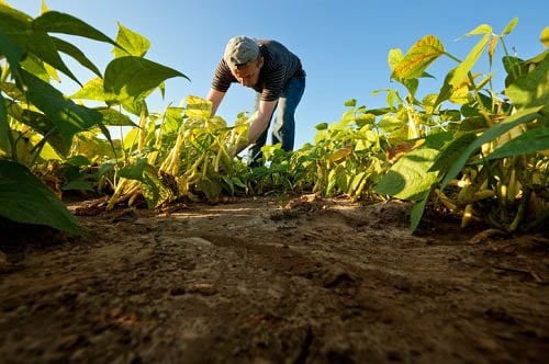 Private insurance will hurt Indian farmers – peasants’ group