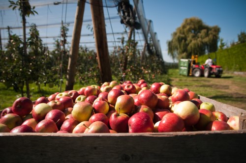 The Co-operators welcomes fruit grower cooperative as new member