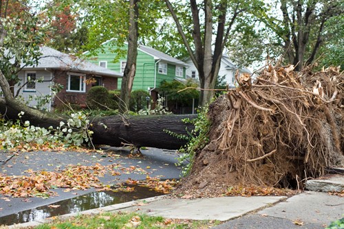 NZ insurance industry unfazed by Cyclone Debbie