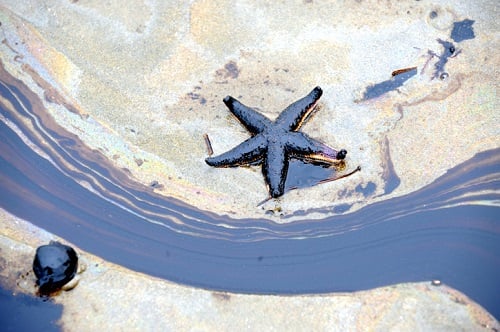N.S. harbour oil spill may take two weeks to clean up – report