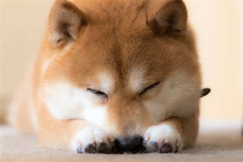 Japan's pet insurance market to grow as life spans increase