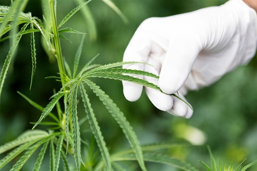 "Cannabis legalization is the biggest policy shift we're going to see in our lifetime"