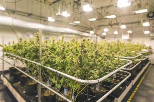 Canadian cannabis companies in Colombia continue investing despite risks