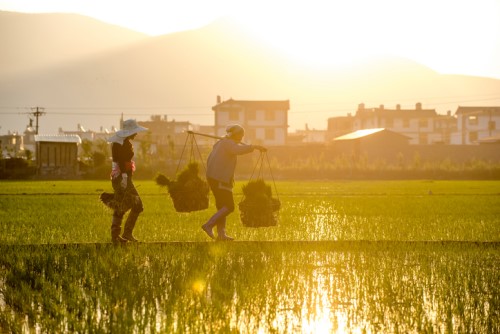 China to trial disaster insurance for farmers