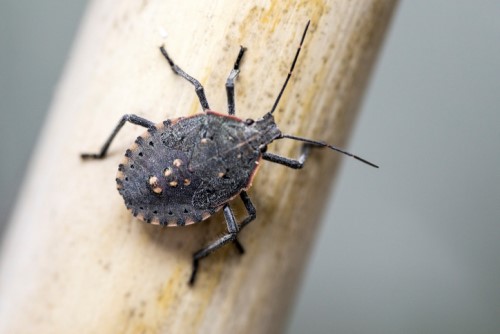 Why invasive species should be an insurable peril