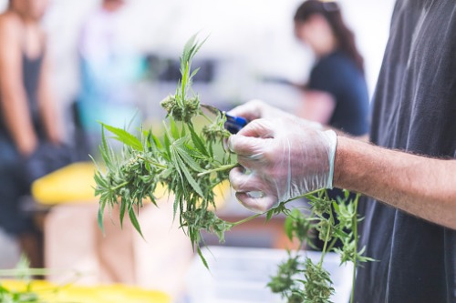 Cannabis companies face cross-border exposures if they want to grow