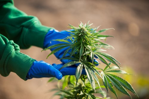 Transferring risks for licensed cannabis producers and retailers