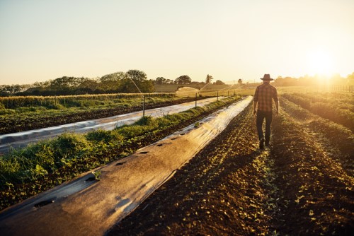 Growers hope insurance will come to the rescue as crop is destroyed