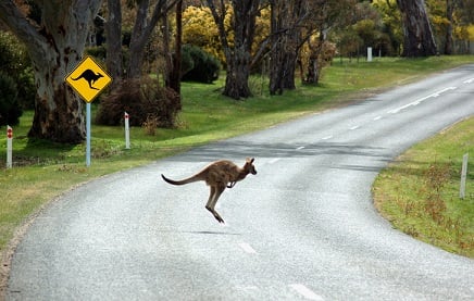 Far Out Friday: The very Aussie problem impacting driverless cars