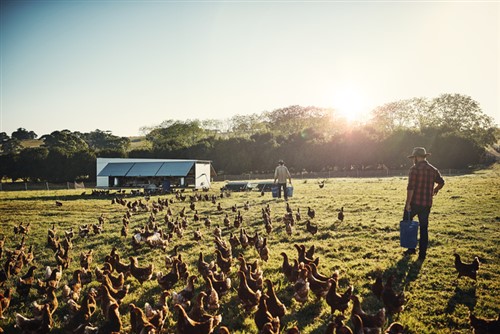 NFU Mutual urges dog owners to not add to livestock fears